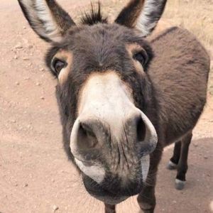 Meet your Posher, Gino